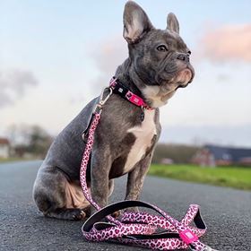 MAX & MOLLY - TRELA MULTI "LEOPARD PINK"