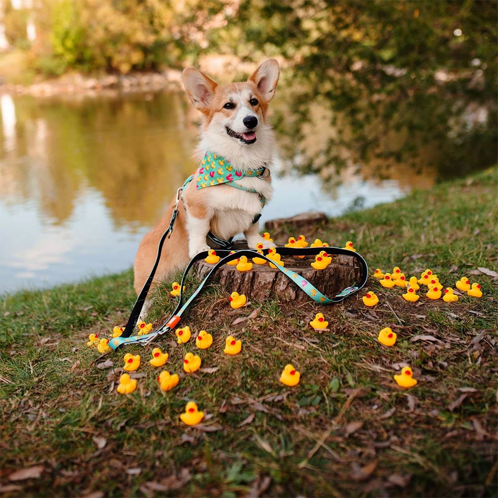 MAX & MOLLY - TRELA MULTI "DUCKLINGS"