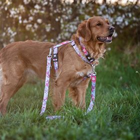 MAX & MOLLY - TRELA MULTI "CHERRY BLOOM"