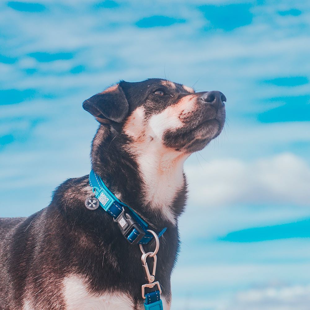 MAX & MOLLY - COLEIRA COM ID TAG "MATRIX SKY BLUE"