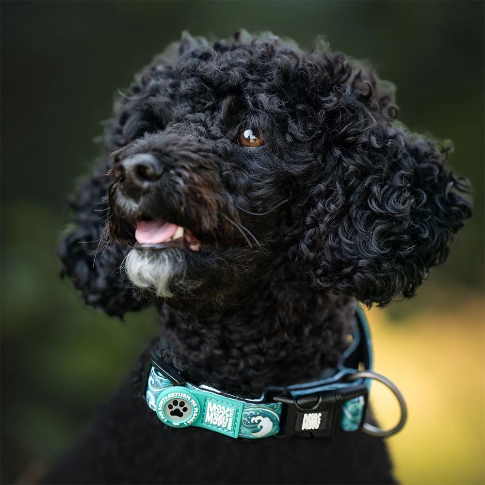 MAX & MOLLY - COLEIRA COM ID TAG "ORIGINAL STORM"