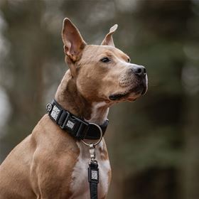 MAX & MOLLY  - COLEIRA LARGA COM ID TAG "MATRIX 2.0 BLACK"