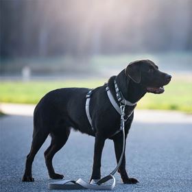 MAX & MOLLY - TRELA MULTI "MATRIX 2.0 STONE"