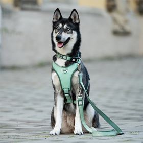 MAX & MOLLY - TRELA MULTI "MATRIX 2.0 JADE"