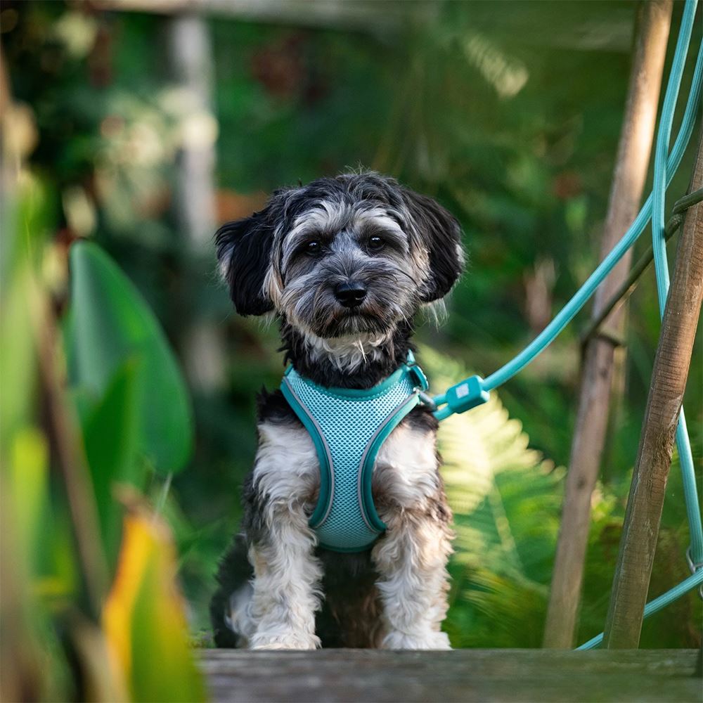 MAX&MOLLY - TRELA REDONDA EM CORDA "MATRIX 2.0 TURQUOISE"