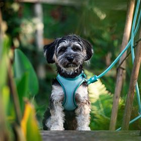 MAX&MOLLY - TRELA REDONDA EM CORDA "MATRIX 2.0 TURQUOISE"