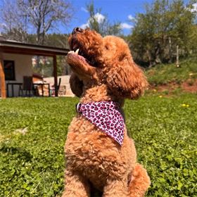 MAX & MOLLY - BANDANA "LEOPARD PINK"