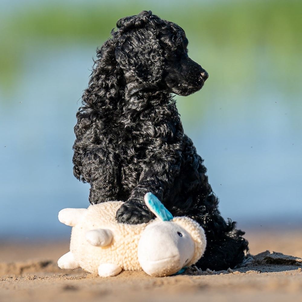 MAX & MOLLY - BRINQUEDO COM PELÚCIA "OVELHA BÁRBARA"