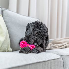 APPORT "SOFT & STRONG" EM TPR