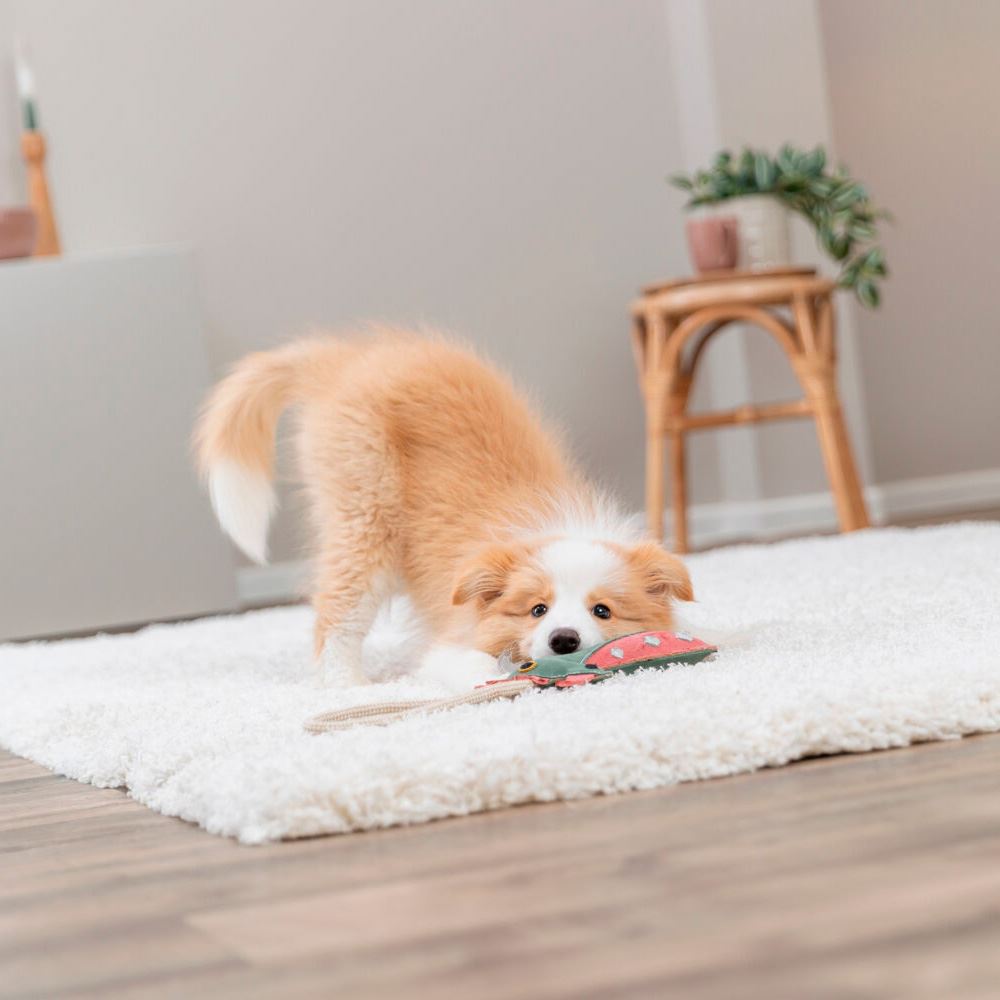 DRAGÃO EM PELE GENUÍNA E CORDA