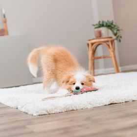 DRAGÃO EM PELE GENUÍNA E CORDA