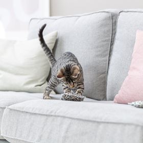 ALMOFADAS "LEO" EM ALGODÃO COM RECHEIO DE VALERIANA